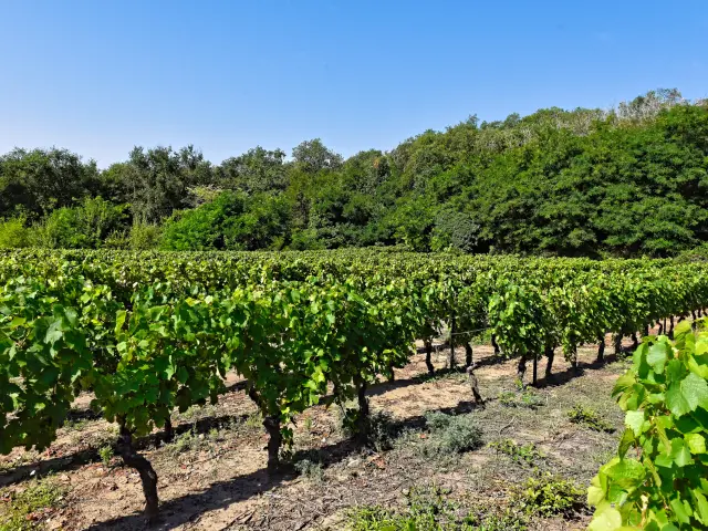 Vigne sur les côteaux de l'ENS - Espace Naturel Sensible - Colline de Mirabel à Riom