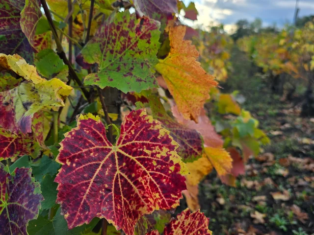 Vigne sur les côteaux de l'ENS - Espace Naturel Sensible - Colline de Mirabel à Riom