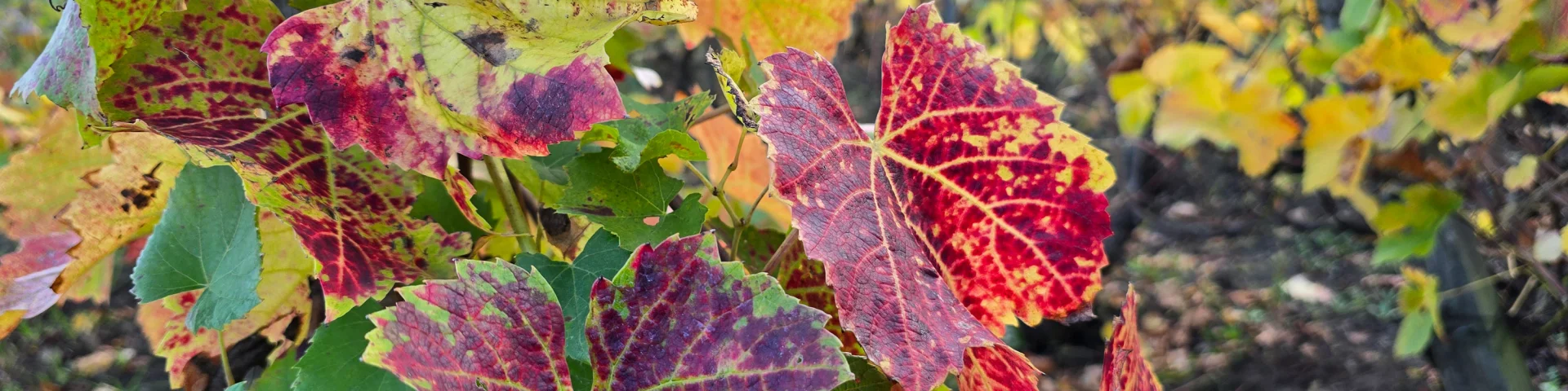 Vigne sur les côteaux de l'ENS - Espace Naturel Sensible - Colline de Mirabel à Riom