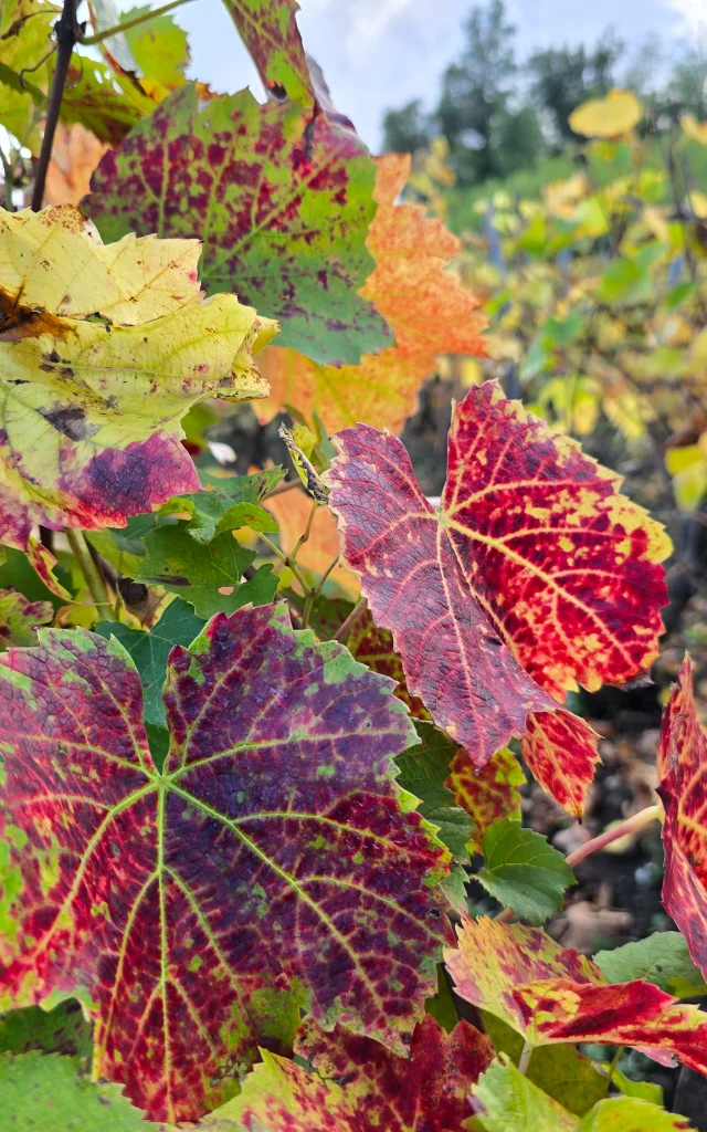 Vigne sur les côteaux de l'ENS - Espace Naturel Sensible - Colline de Mirabel à Riom