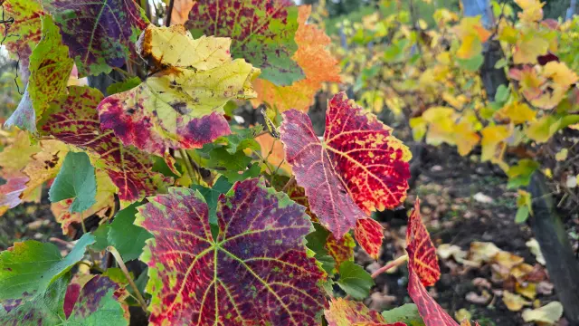 Vigne sur les côteaux de l'ENS - Espace Naturel Sensible - Colline de Mirabel à Riom