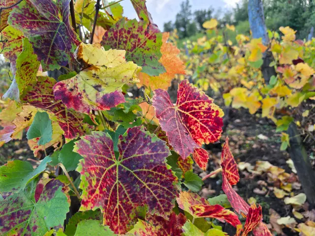 Vigne sur les côteaux de l'ENS - Espace Naturel Sensible - Colline de Mirabel à Riom