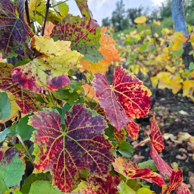 Vigne sur les côteaux de l'ENS - Espace Naturel Sensible - Colline de Mirabel à Riom