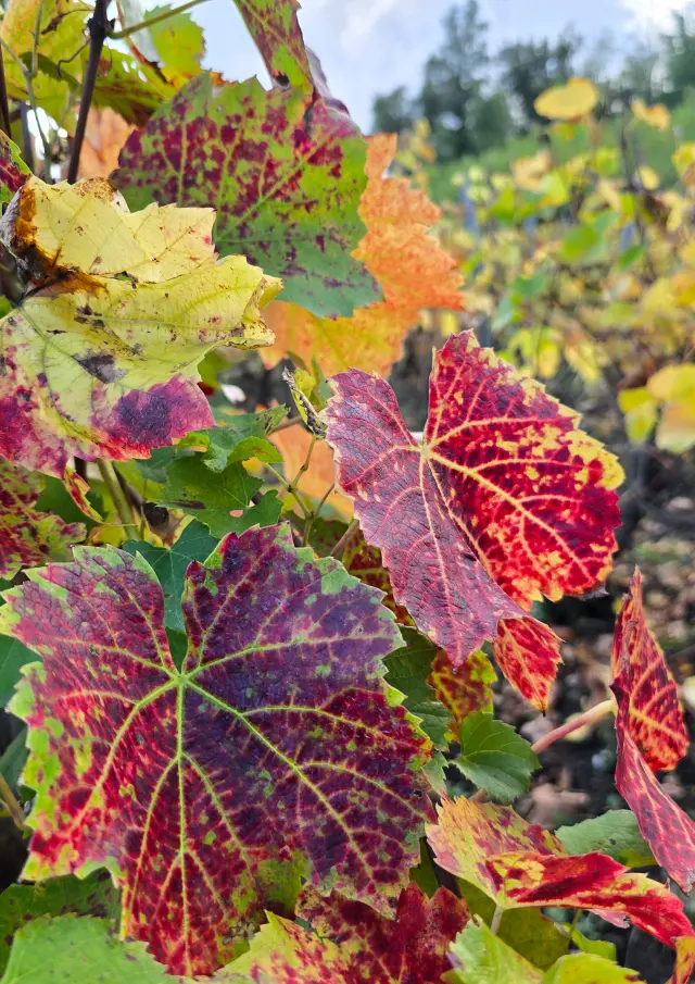 Vigne sur les côteaux de l'ENS - Espace Naturel Sensible - Colline de Mirabel à Riom