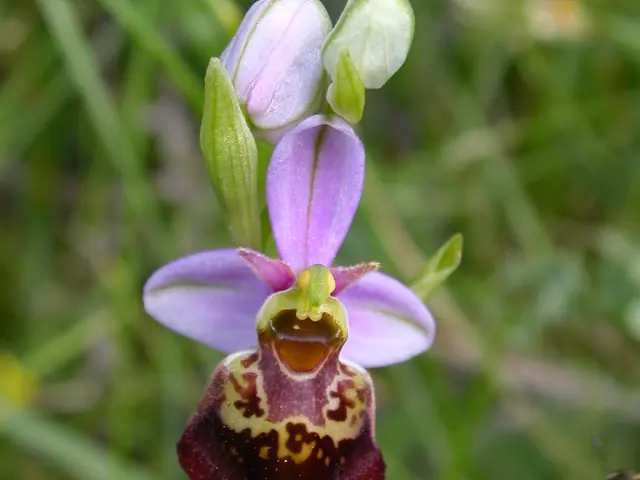 Fleur Ophrys Fuciflora sur les côteaux de l'ENS - Espace Naturel Sensible - Colline de Mirabel à Riom