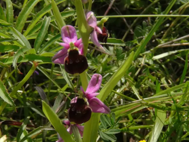 Fleur Orchidées sur les côteaux de l'ENS - Espace Naturel Sensible - Colline de Mirabel à Riom