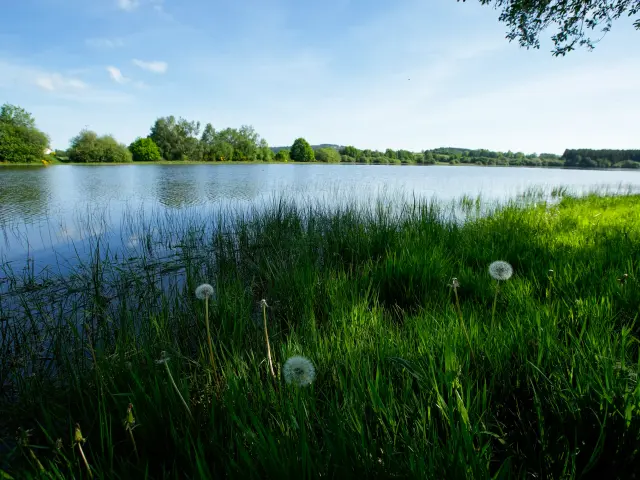 Sentier du grèbe huppé à l'ENS - Espace Naturel Sensible - Etang Grand de Pulvérières