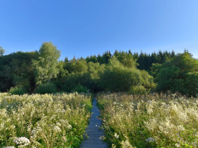 Sentier du grèbe huppé à l'ENS - Espace Naturel Sensible - Etang Grand de Pulvérières