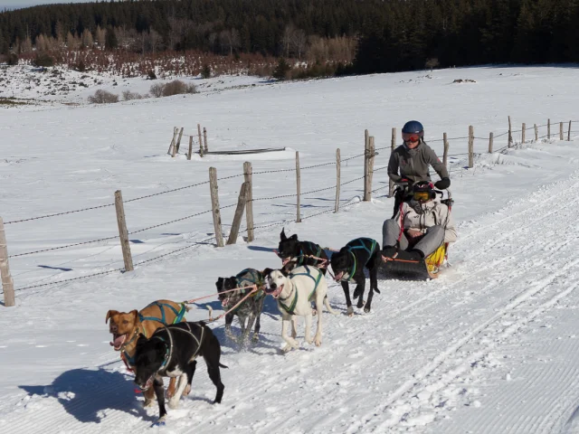 Traîneau de chiens avec Enola Sled Dogs à Bromont-Lamothe