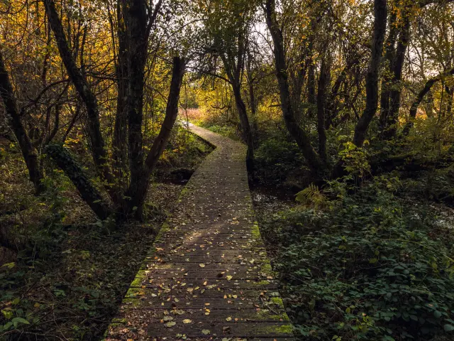 Sentier du grèbe huppé à l'ENS - Espace Naturel Sensible - Etang Grand de Pulvérières