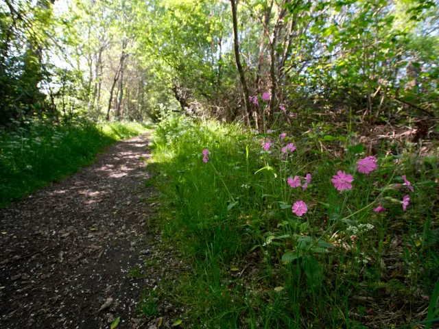 Sentier du grèbe huppé à l'ENS - Espace Naturel Sensible - Etang Grand de Pulvérières