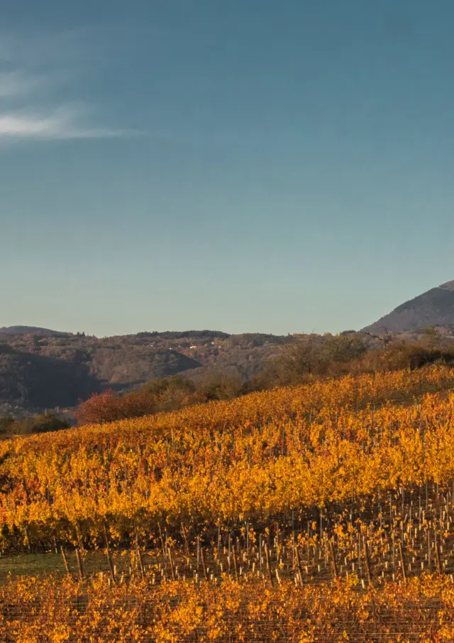 Vignes de Héritage Volcanic à Châteaugay