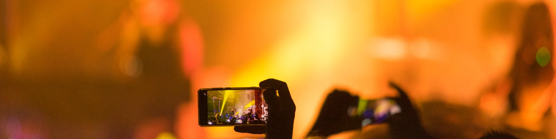 Concierto de gatos en los árboles en Frénésies (Riom)