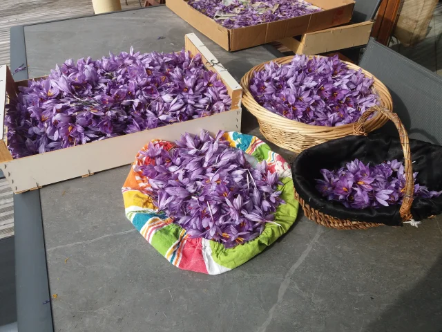 Productor Safran des Puys en Saint-Ours-les-Roches