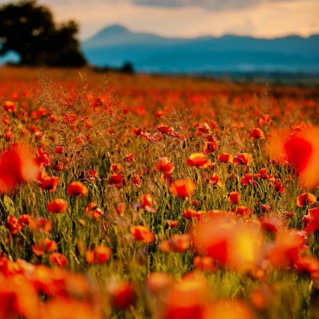Campos de amapolas en Les Martres-d'Artière