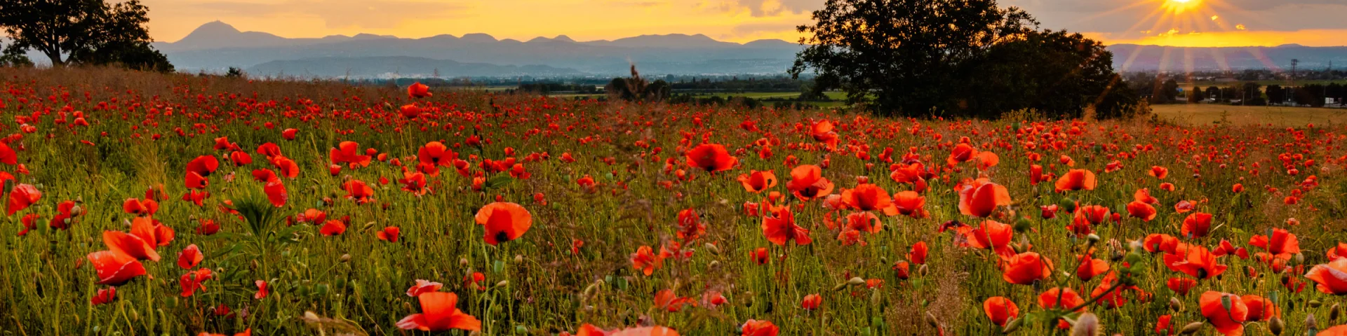 Champs de coquelicots aux Martres-d'Artière