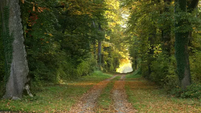 Foret Randan C Camus 01