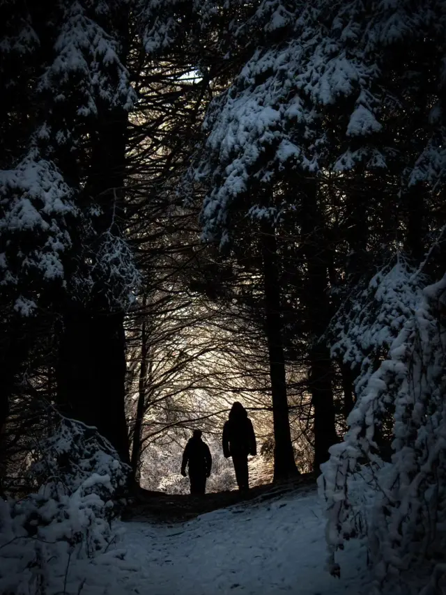 Forêt enneigée au puy Chopine à Saint-Ours-les-Roches