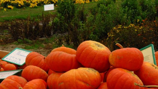 Ferme de Viltain - fleurs et citrouilles