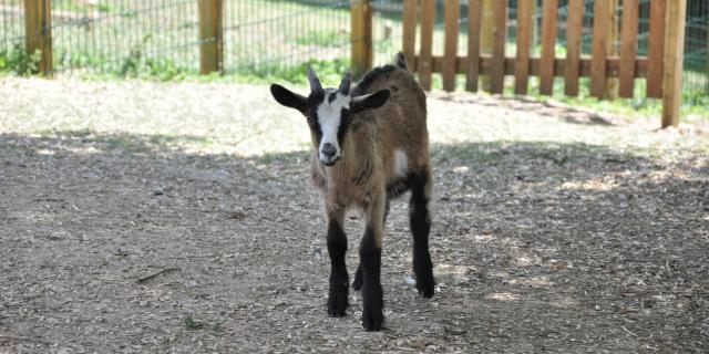 Ferme pédagogique de Bel Air - chevreau