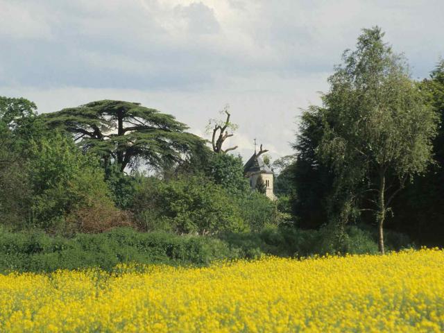 Champ de colza et forêt