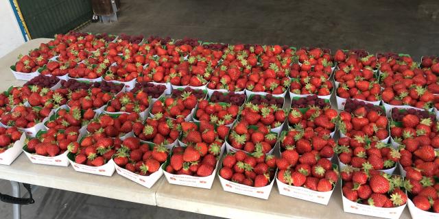 Amap De La Vallée - Distribution de fraises