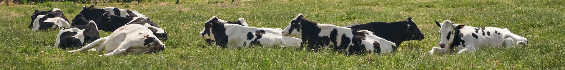Ferme De Viltain - vaches arbres