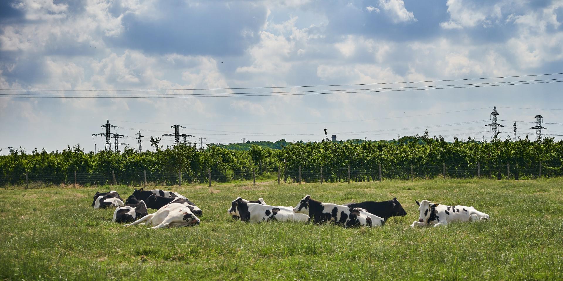 Newsletter Manger Local à Paris Saclay