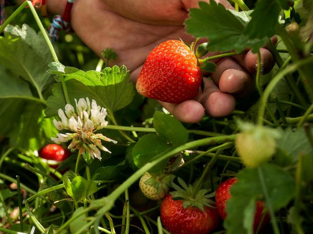 Ferme De Viltain - main cueillette fraises