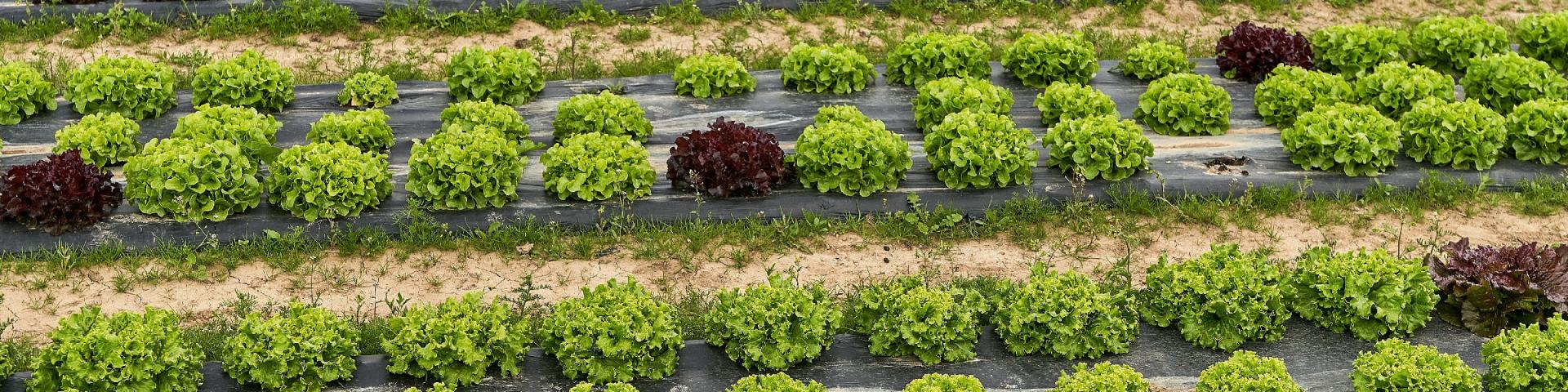 Ferme De Viltain - salades feuille de chêne