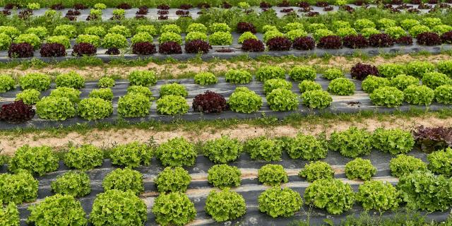 Ferme De Viltain - salades feuille de chêne