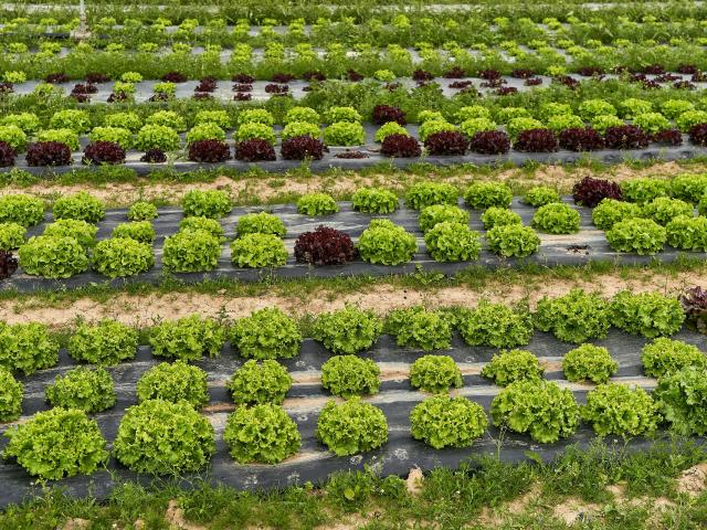 Ferme De Viltain - salades feuille de chêne