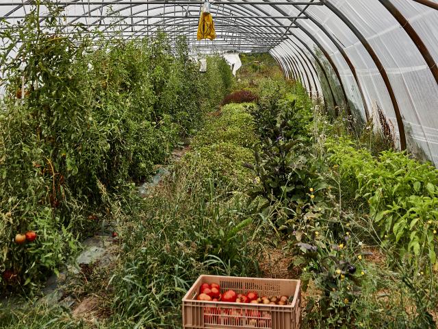 Plants de légumes de la Ferme de la Closeraie
