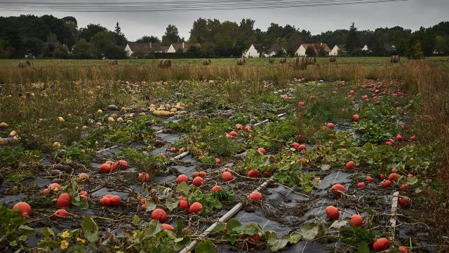 Cultures de courges et bottes de foin - Ferme de la Closeraie - Robert Pirès