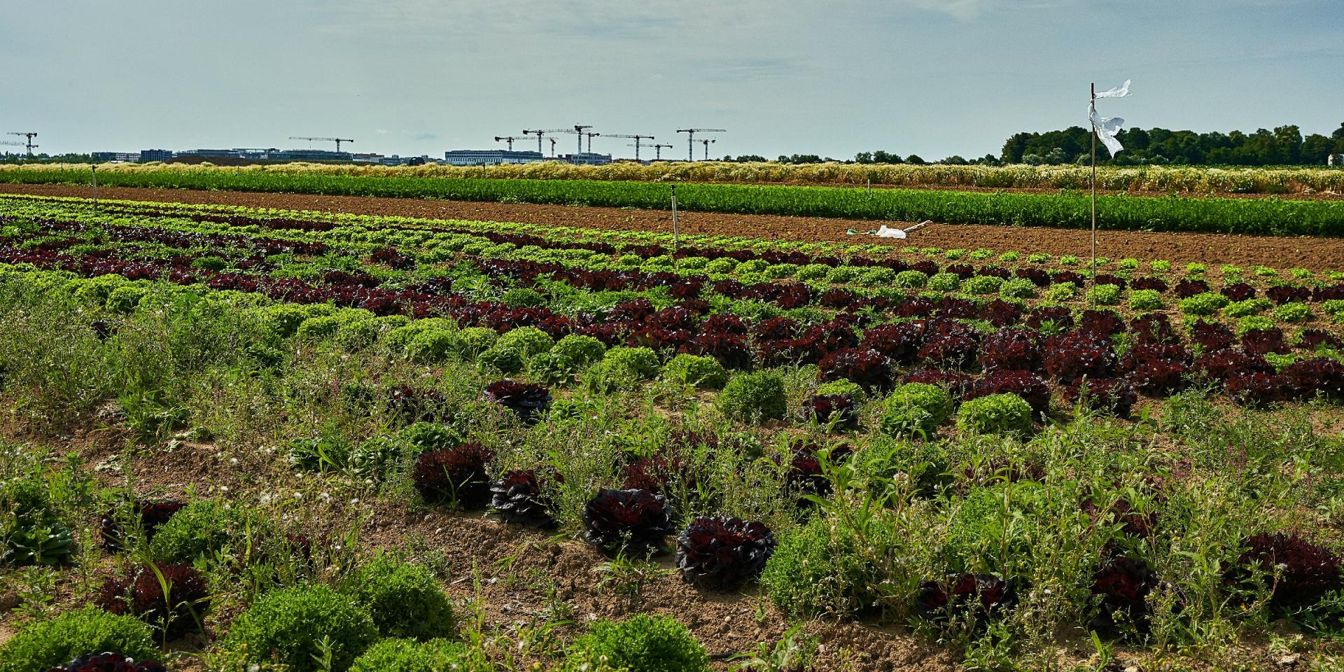 Ferme Trubuil - salades en plein champ