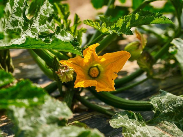 Ferme Trubuil - fleur de courgette