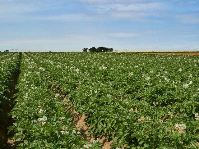 Ferme Trubuil - champs de pommes de terre