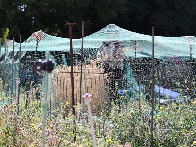Ferme de Moulon - récolte de micro-parcelles de blé à la main