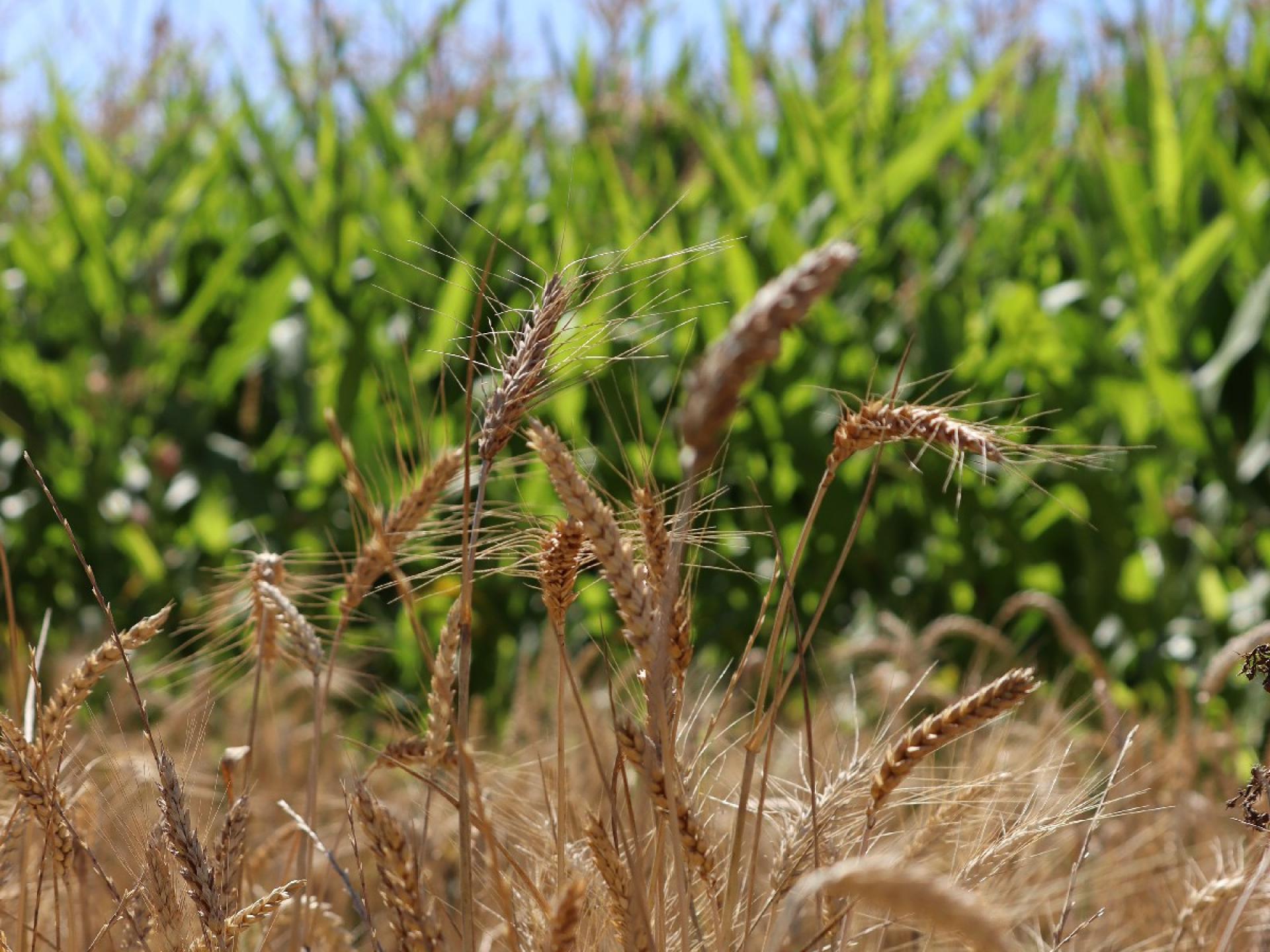 Guide du locavore Manger Local à Paris Saclay