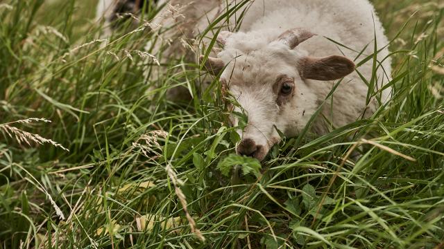 Mouton blanc qui broute - Ferme des 100 Terres