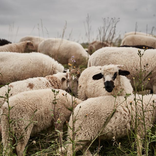 Fond Moutons - Ferme des 100 Terres