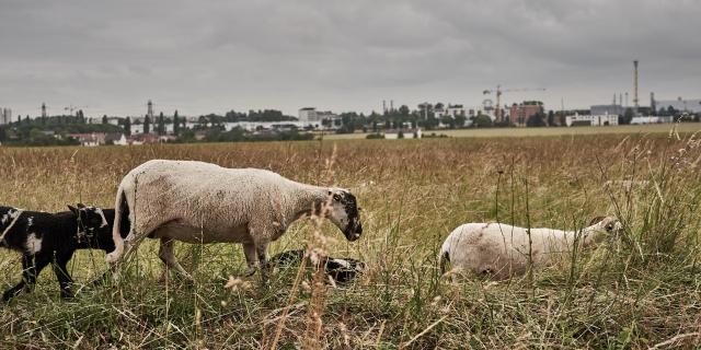 Famille de moutons avec ville en fond - Ferme des 100 Terres