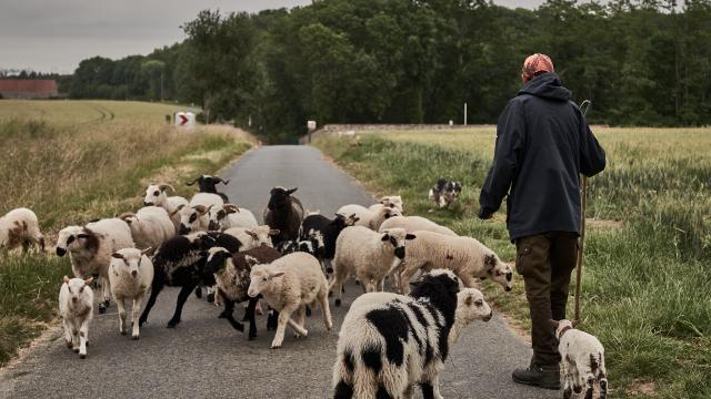 Olivier Marcouyoux - Chien de troupeau et moutons - Ferme des 100 Terres