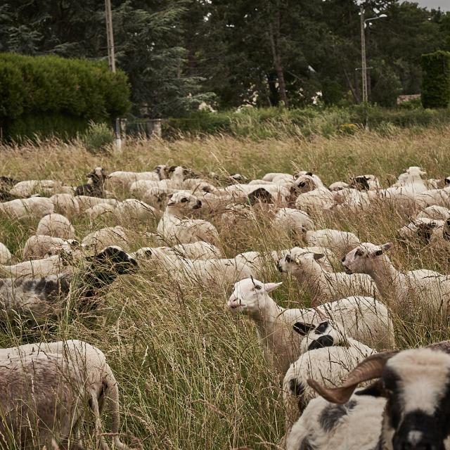 Moutons de la Ferme des 100 Terres - Plateau de Saclay