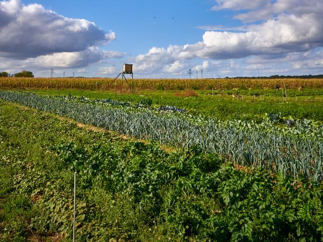 La Ferme de Serge - Panorama champs