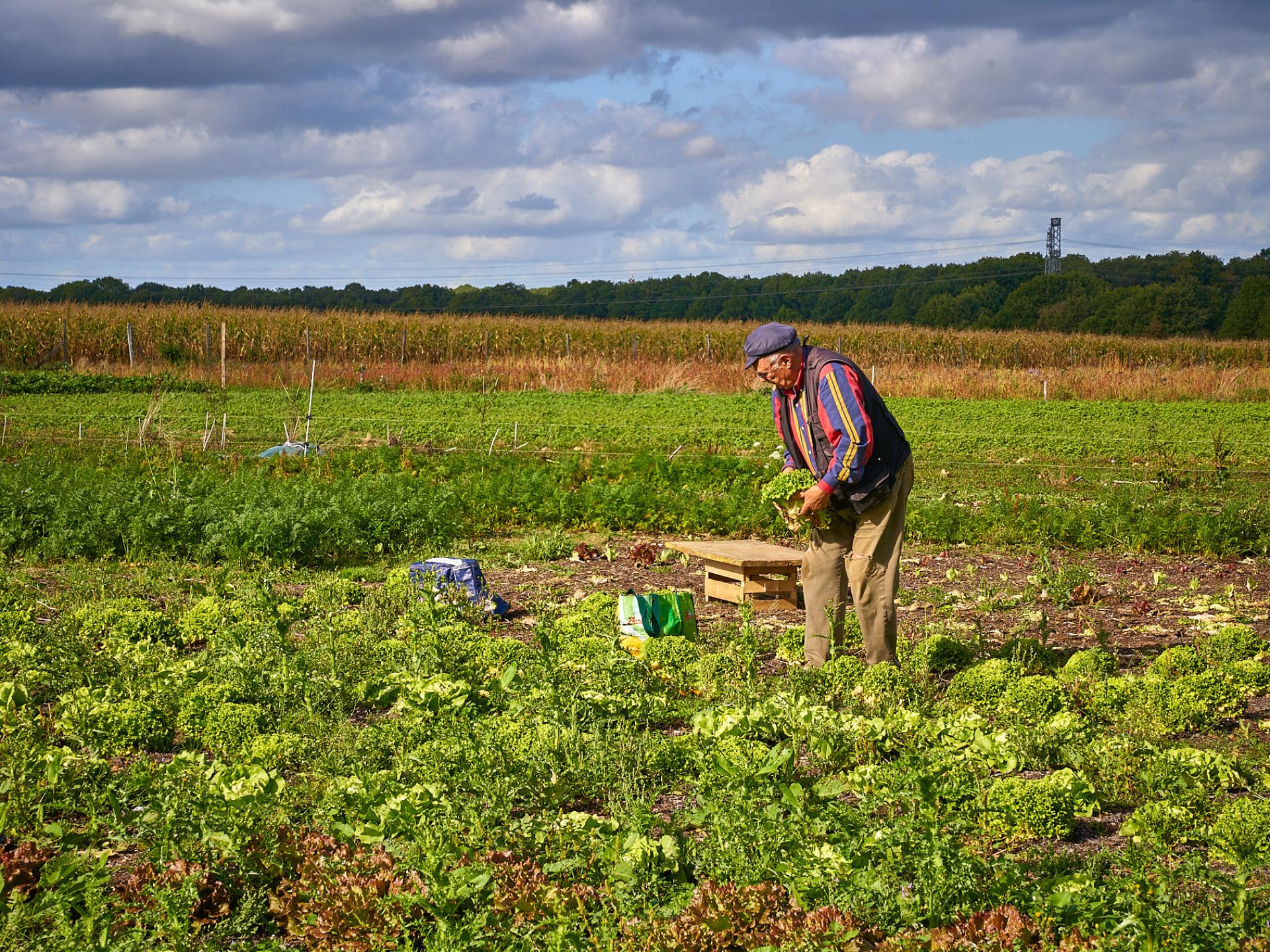 Découvrir l’agriculture du Plateau Manger Local à Paris Saclay