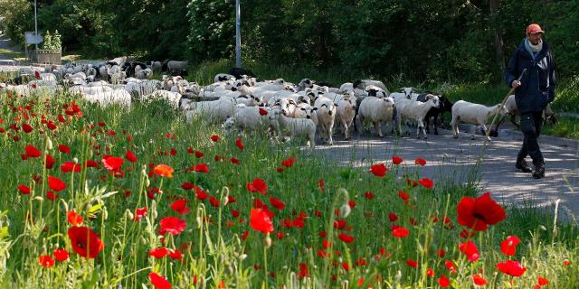 Ferme des 100 Terre - Transhumance