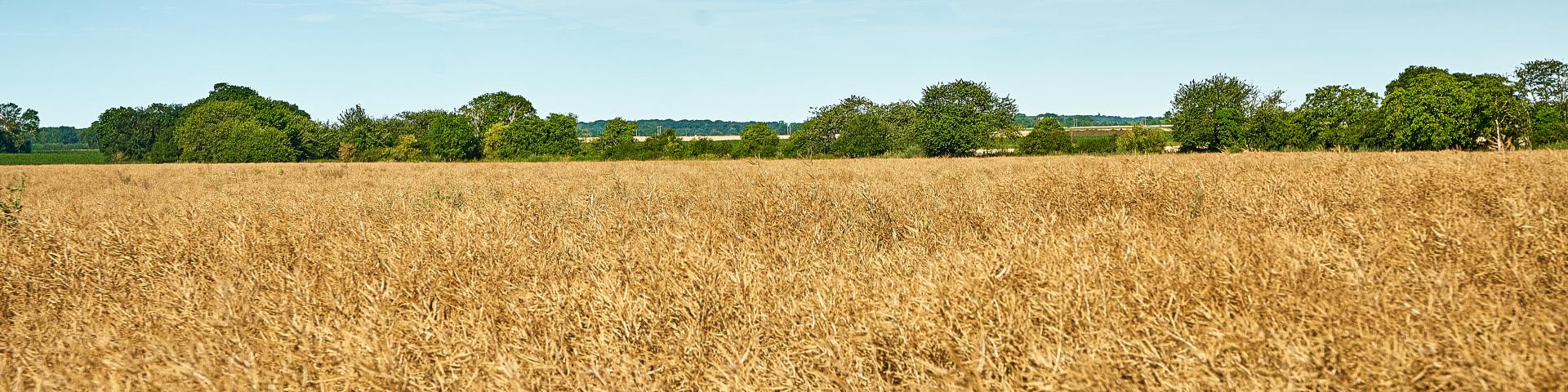 Ferme d'Orsigny - champ de colza
