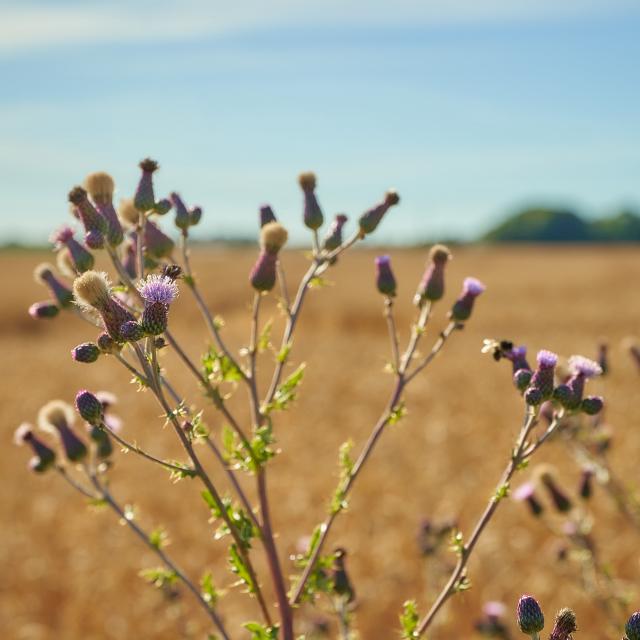 Ferme d'Orsigny - plante en fleur en bordure de champ