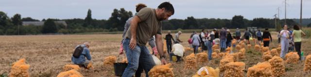 Récolte de pommes de terres de plein champs - AMAP des Jardins de Cérès - Villiers-le-Bâcle - Plateau de Saclay